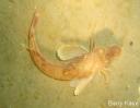 Pogge (Agonus cataphractus)