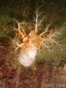 Photo of the sea cucumber Psolus Phantapus