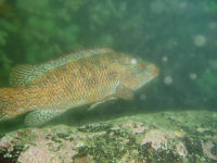 Ballan wrasse photographed at Cathedral Rock, St Abbs. Ballan wrasse photographed at Cathedral Rock, St Abbs.
