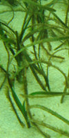 Zostera sp. on of the species of seagrass found in British waters. Zostera sp. on of the species of seagrass found in British waters.