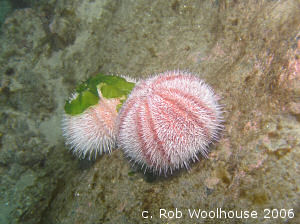 Sea urchin with a seaweed hat.