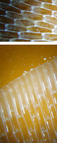 Photomicrographs of Mambranipora membranacea (L)