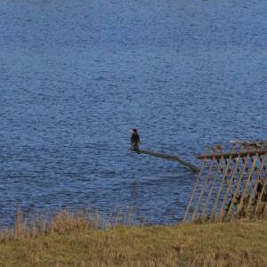 Cormorant perched on a stick on the river Ribble.