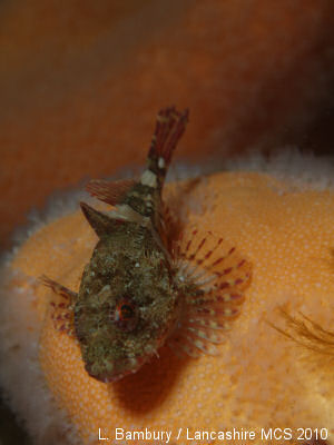 Scorpionfish by Lewis Bambury Scorpionfish by Lewis Bambury