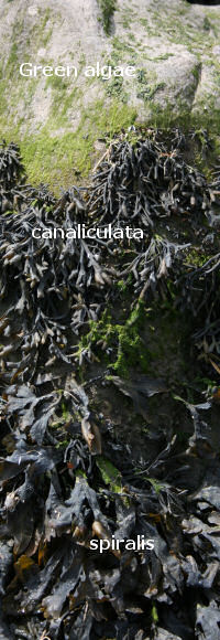 Seaweed sequence at Jenny Browns Point, Morecambe Bay, UK Seaweed sequence at Jenny Browns Point, Morecambe Bay, UK