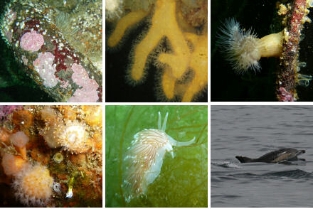 Marine life in Scapa Flow. Marine life in Scapa Flow.