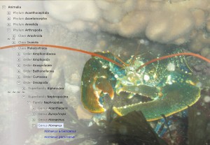 Homarus gammarus, with simplified taxanomic tree (click for large version) Homarus gammarus, with simplified taxanomic tree (click for large version)