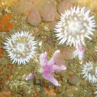 Starfish and anemones at Noup Head, Orkney. Starfish and anemones at Noup Head, Orkney.
