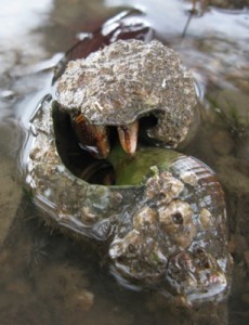 hermit crab
