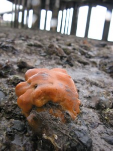 sponge