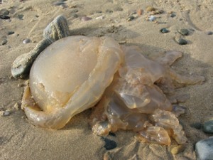Stranded jelly fish, Cleveleys 21/11/10