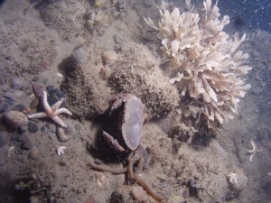 hornwrack, starfish, and edible crab