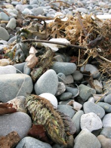 Dead sea mice on Cleveleys beach 21/11/10