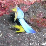 Underwater winner: Ribbon fish by Mark Piotrowski