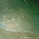 Thornbacked ray at Galanach.
