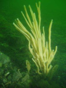Tree like sponge photographed in the Piel Channel, possibly Rhapsailia (hispida)? Tree like sponge photographed in the Piel Channel, possibly Rhapsailia (hispida)?