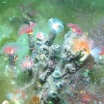 Photo of a reef of Serpula vermicularis showing range in colours