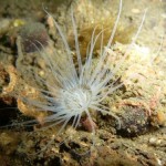 Cerianthus lloydii