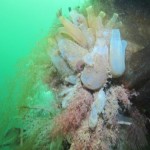 Photo of hte seasquirt Ciona intestinalis