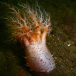 Psolus phantapus