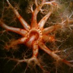Photo of the sea cucumber Psolus phantapus