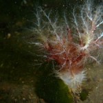 Unidentified sea cucumber