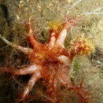 Photo of an unidentified sea cucumber