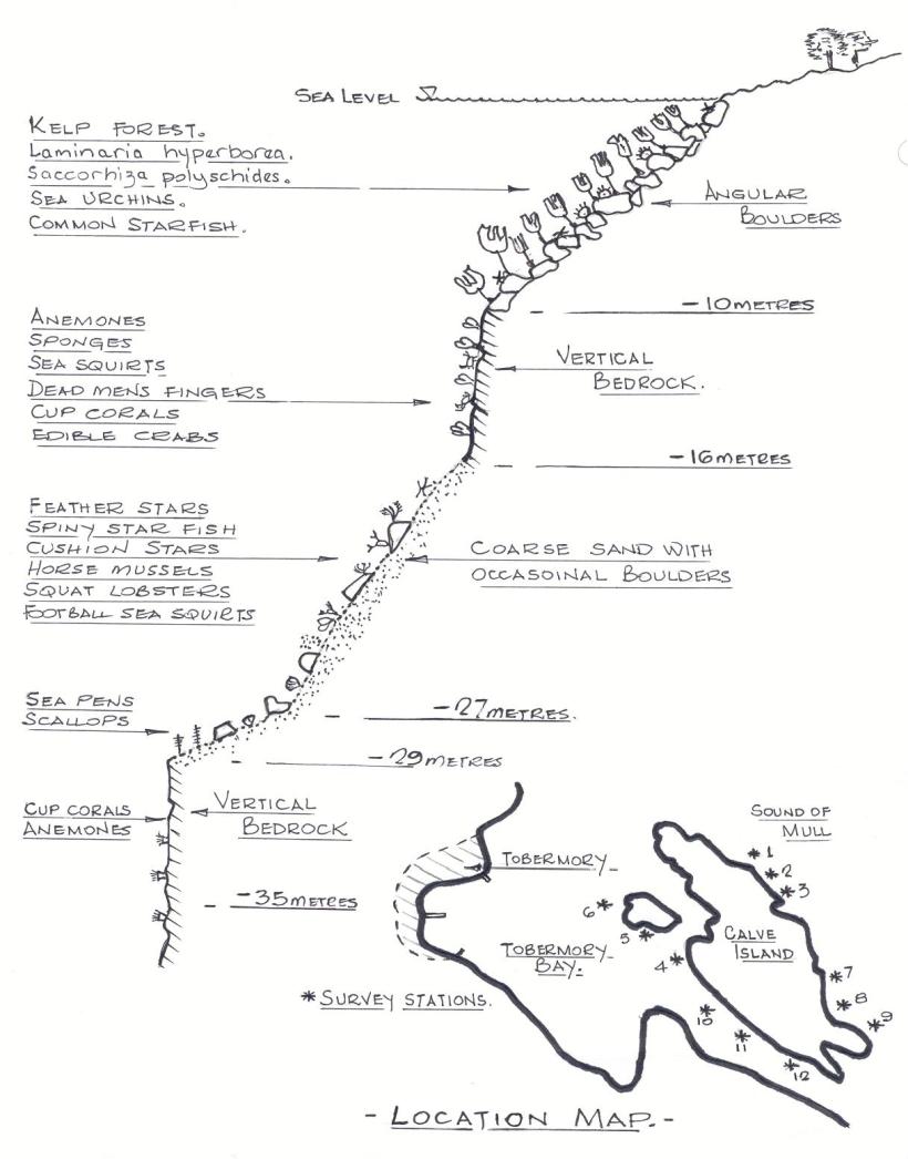 A sketched profile of the seabed around Calve Island, Isle of Mull, showing typical species observed at each depth.