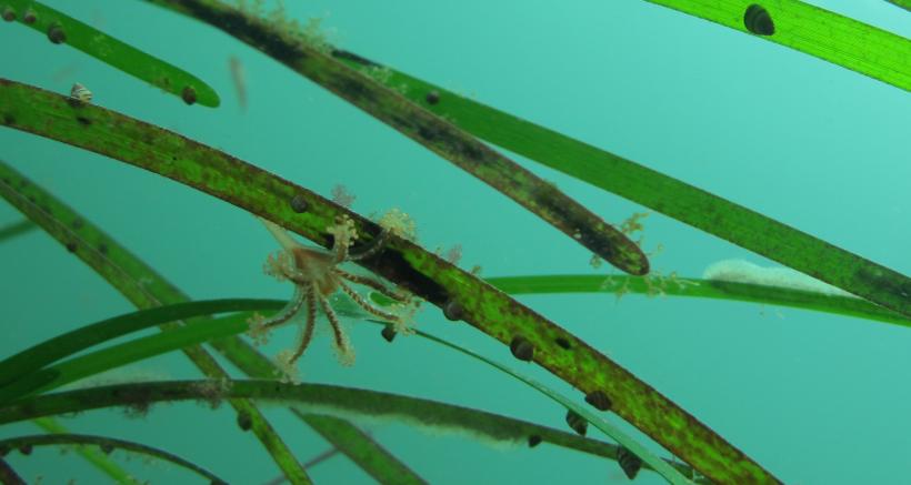 Seagrass fronds with barley snails and stalked jellyfish.