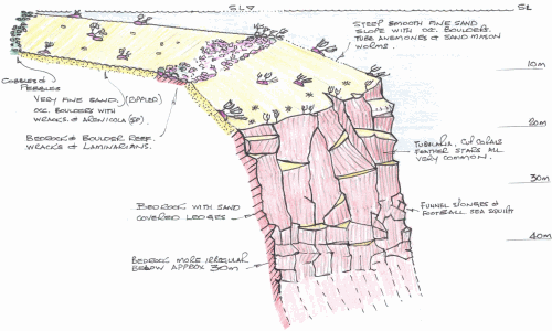 A sketched profile of the seabed and wall, showing typical species 
observed at each depth.