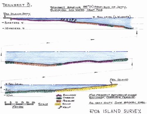 A sketched profile of the Piel Channel showing bottom characteristics and some of the typical species.